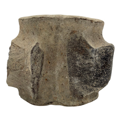 Fossil Whale Vertebra