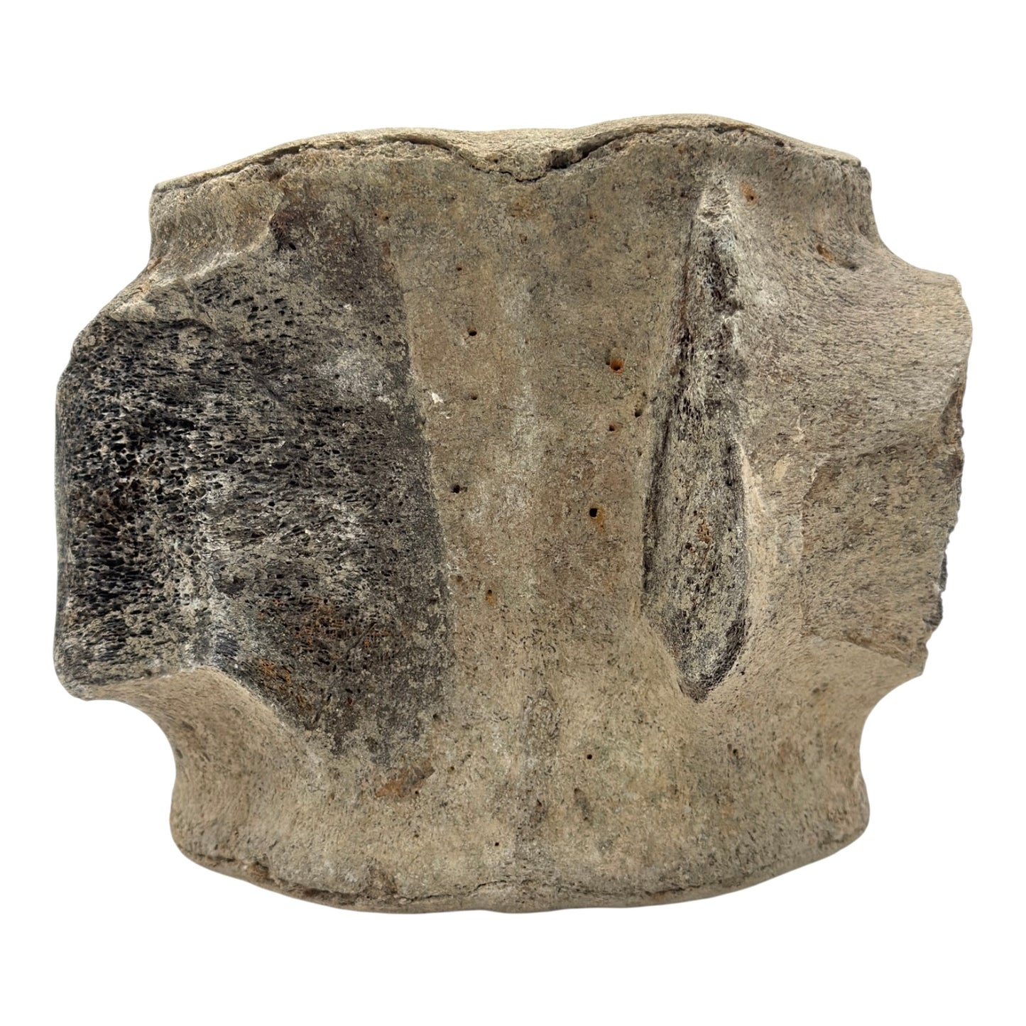 Fossil Whale Vertebra
