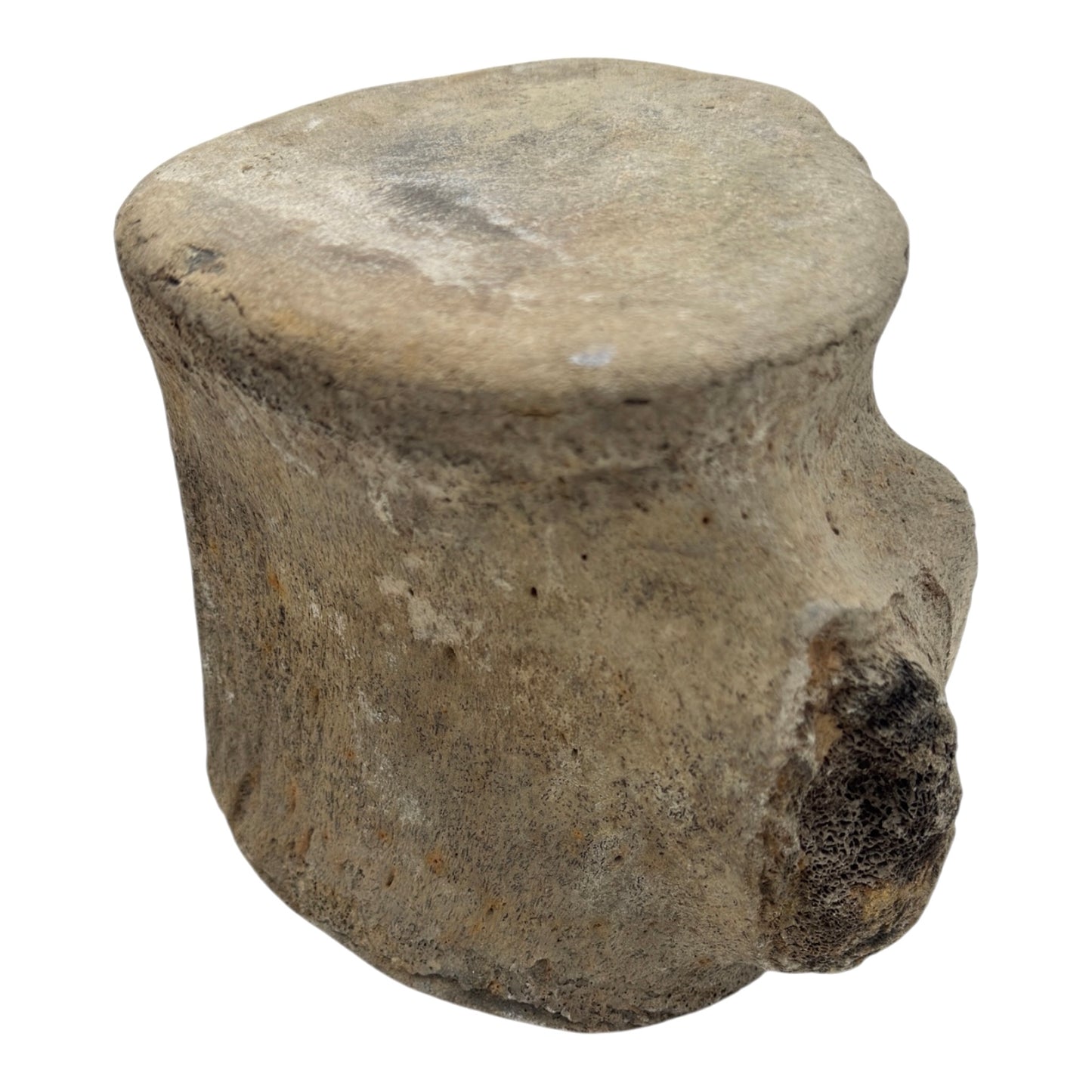 Fossil Whale Vertebra