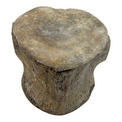 Fossil Whale Vertebra
