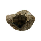 Foulonia peregrina Trilobite