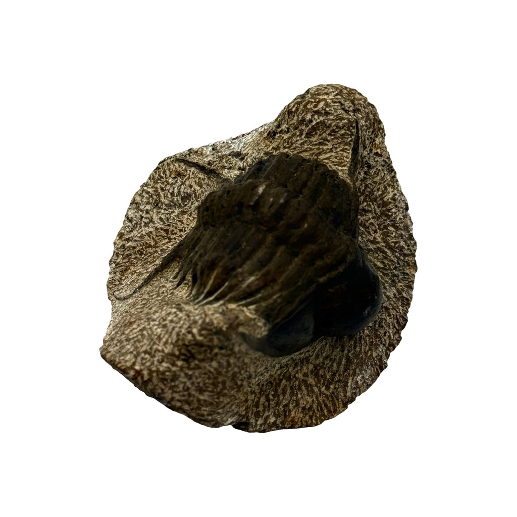 Foulonia peregrina Trilobite