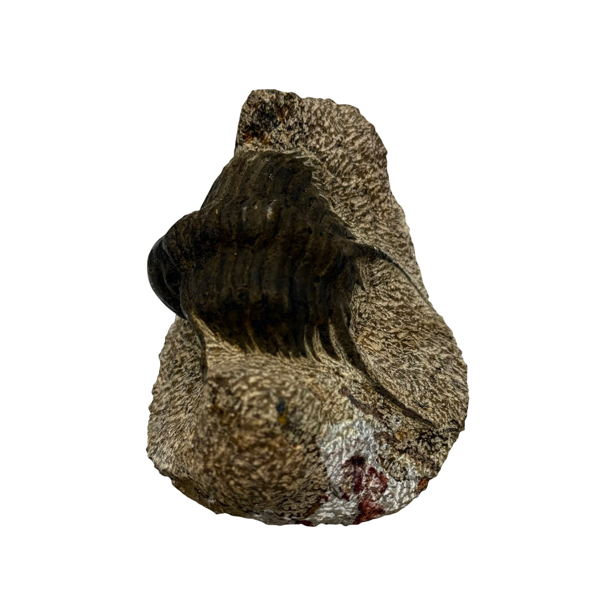 Foulonia peregrina Trilobite
