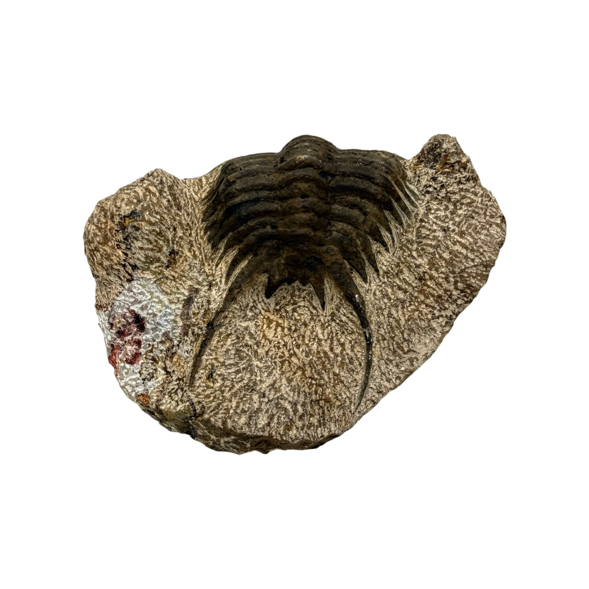 Foulonia peregrina Trilobite