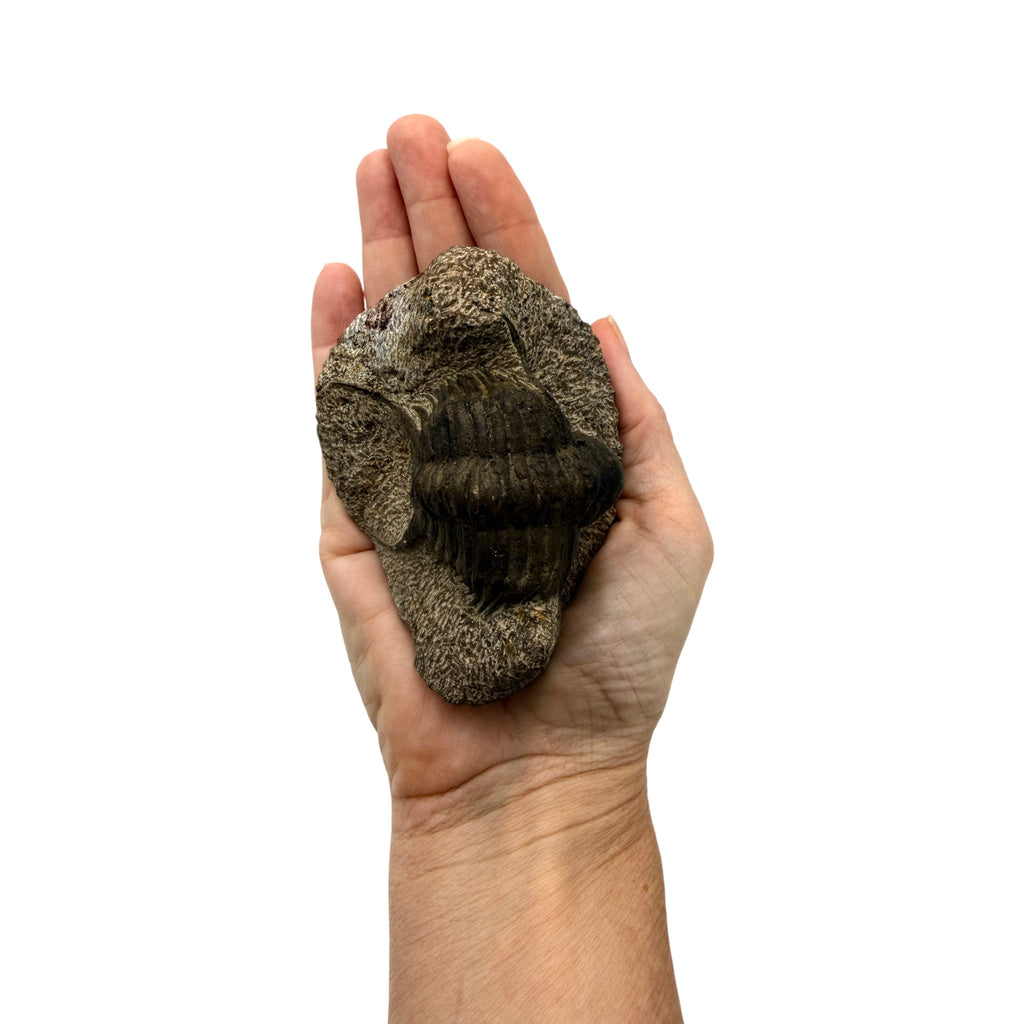 Foulonia peregrina Trilobite