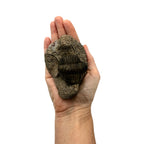 Foulonia peregrina Trilobite