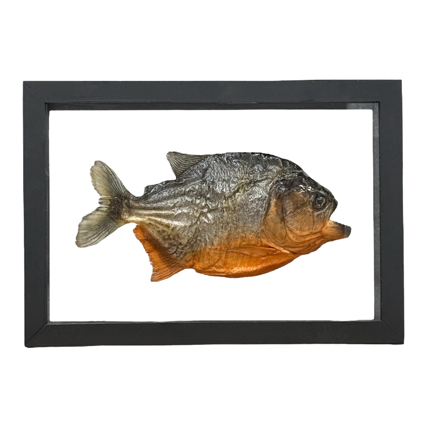 Piranha (Framed)