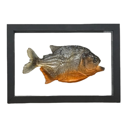 Piranha (Framed)