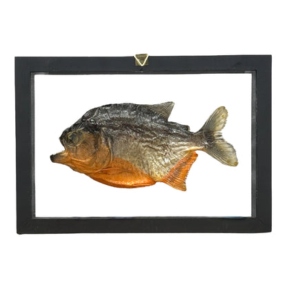 Piranha (Framed)