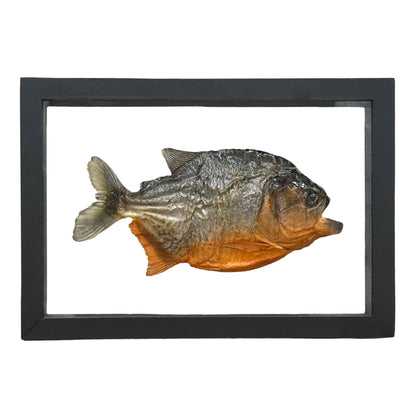 Piranha (Framed)