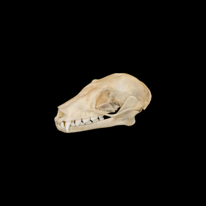 Fruit Bat Skull