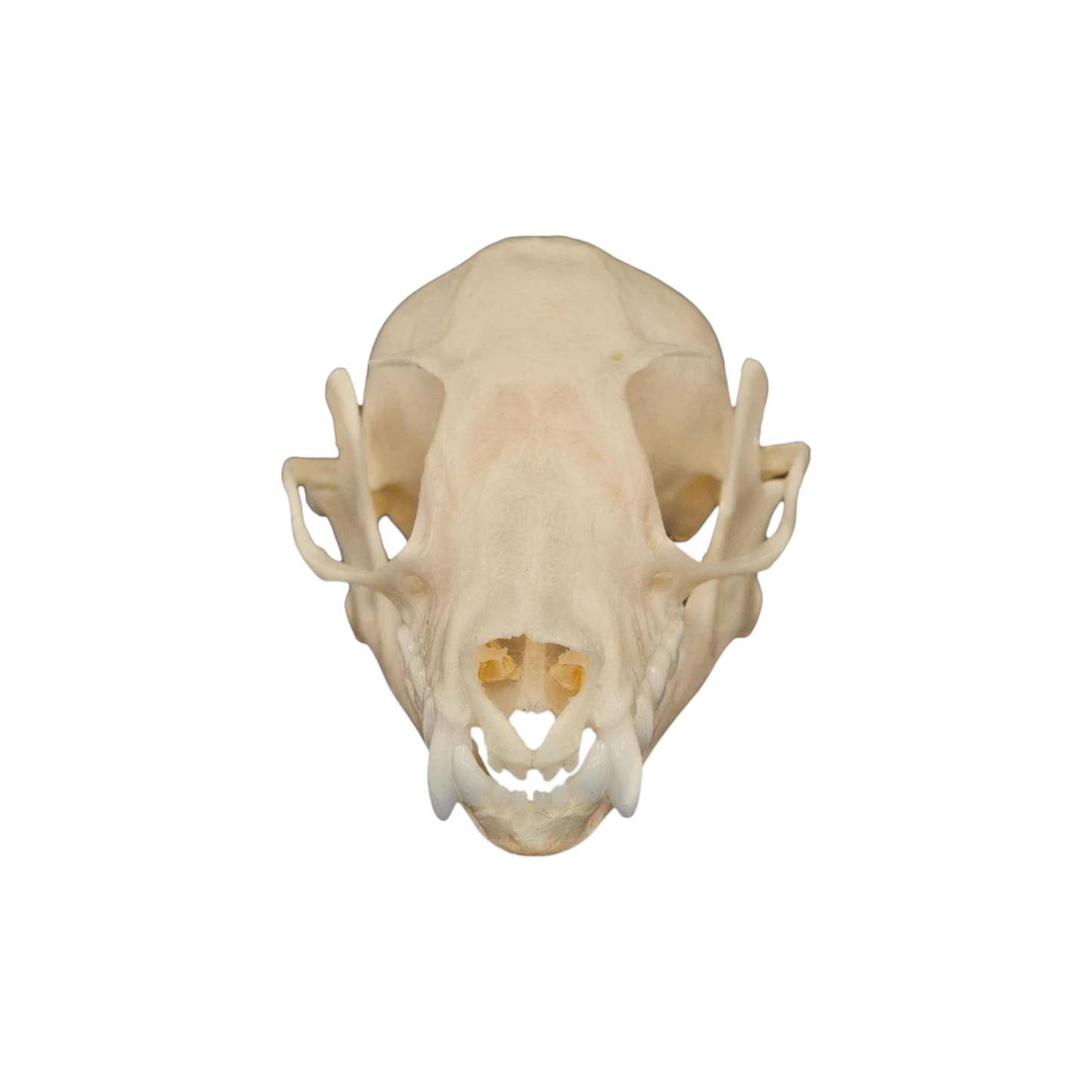 Fruit Bat Skull