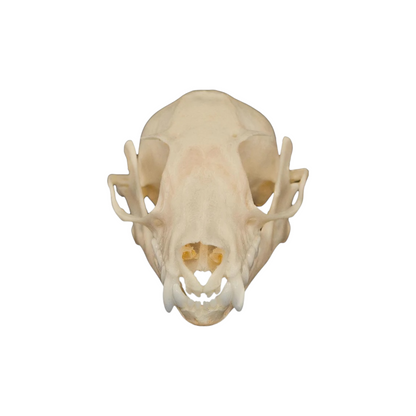 Fruit Bat Skull