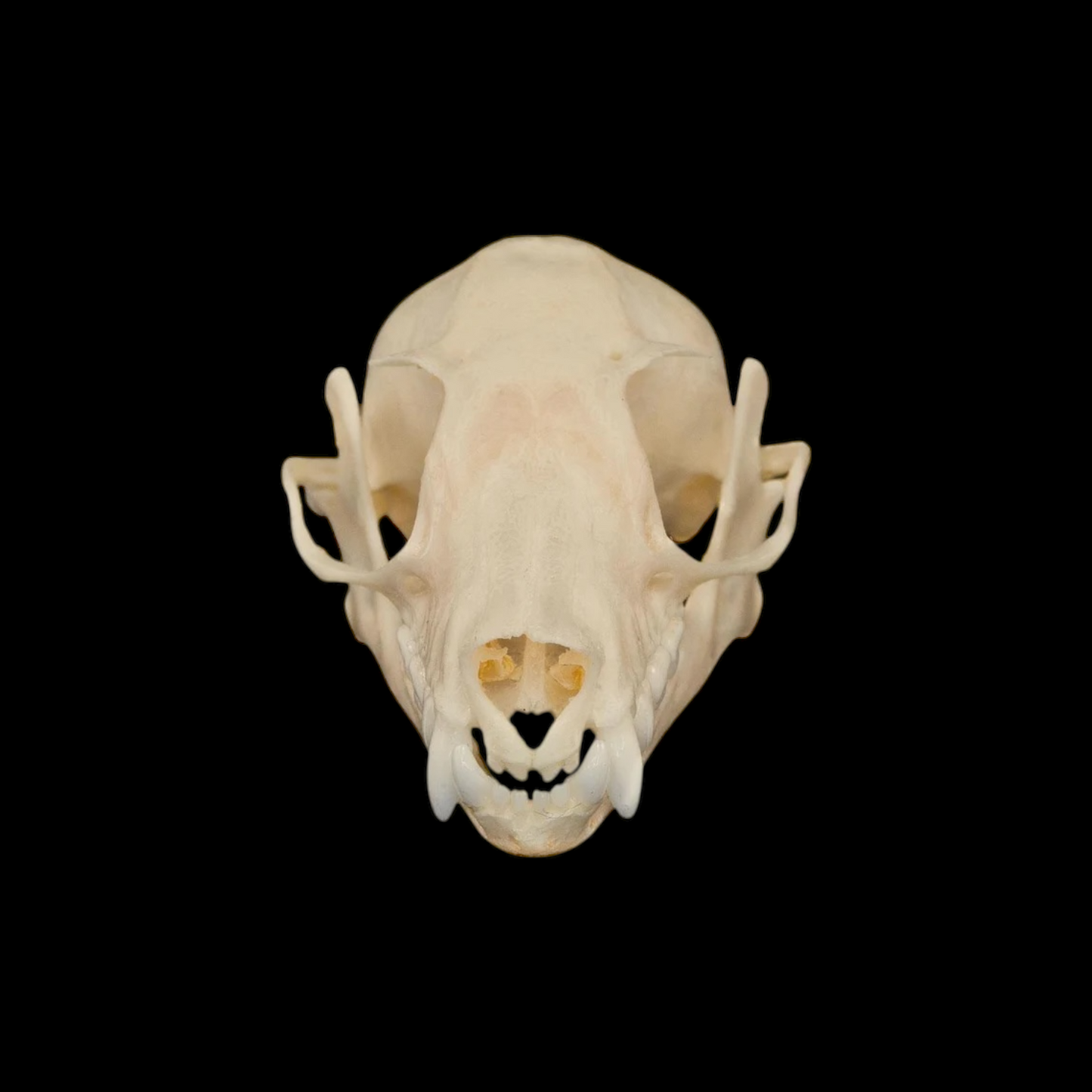 Fruit Bat Skull