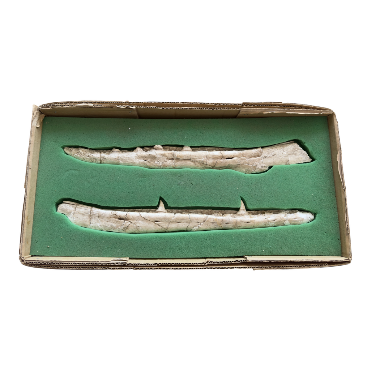 Gavialimimus Mosasaur Jaw Pair