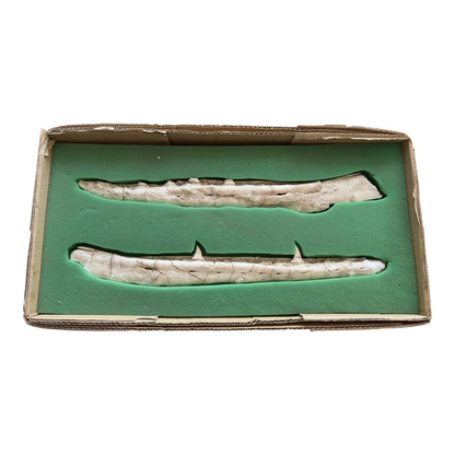 Gavialimimus Mosasaur Jaw