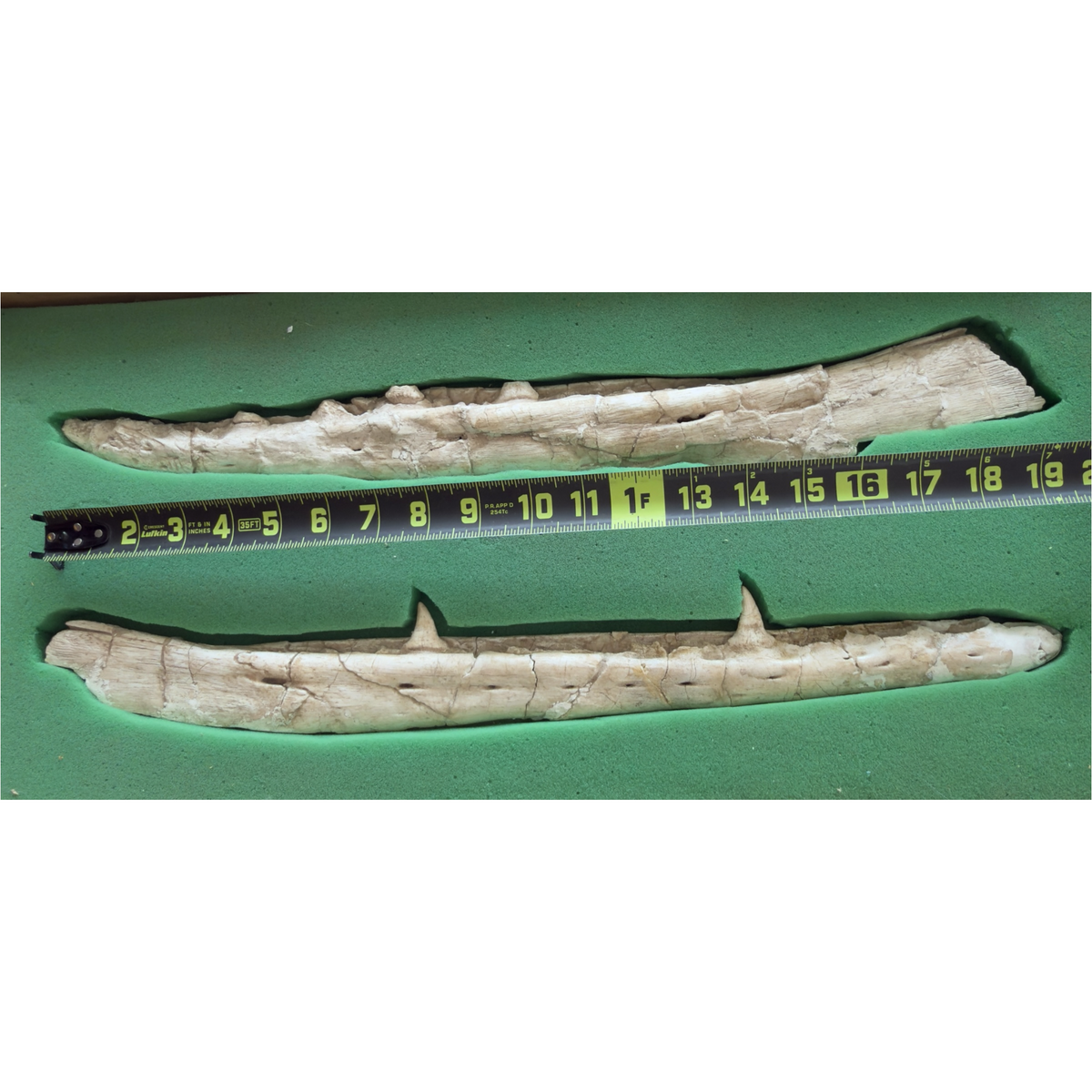 Gavialimimus Mosasaur Jaw Pair