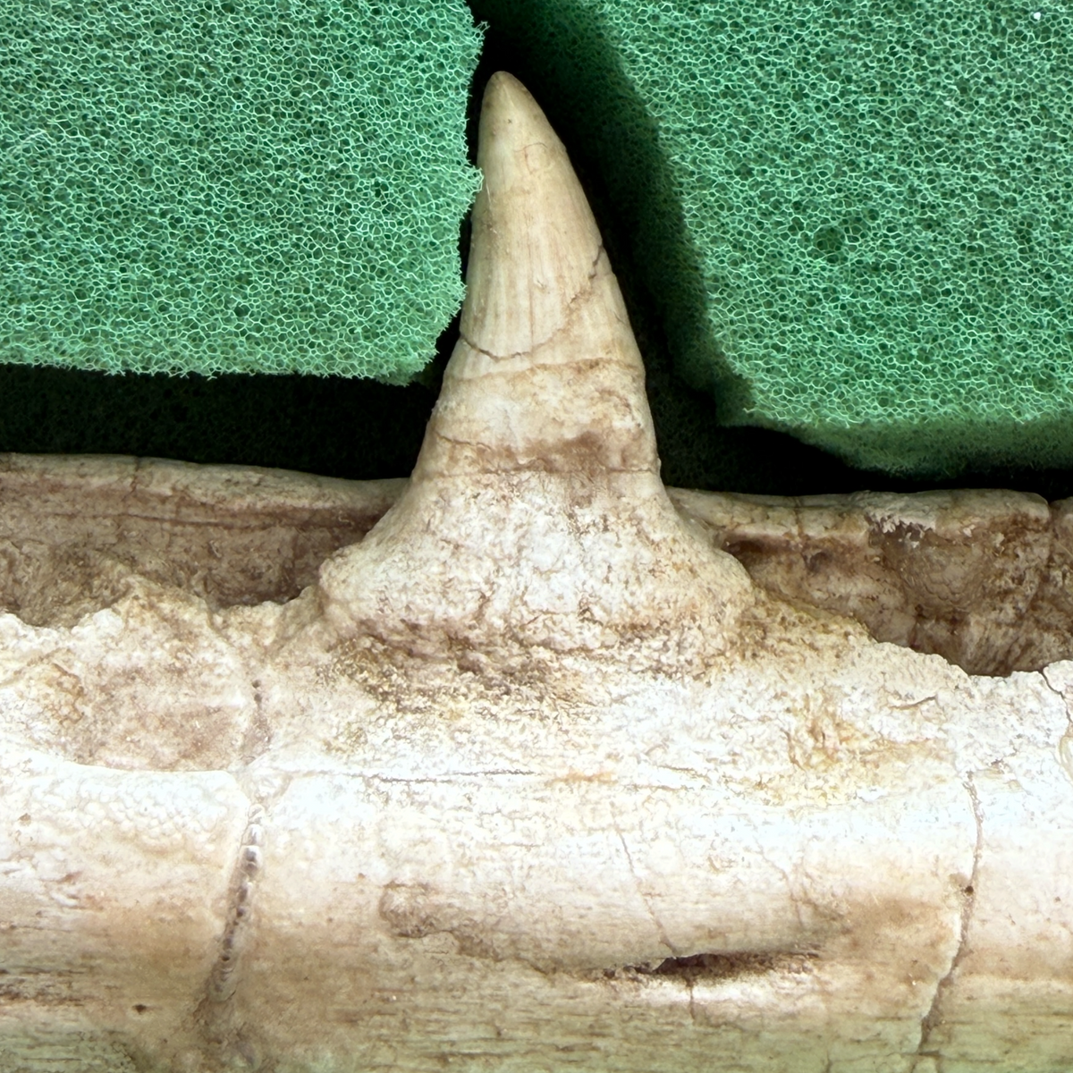 Gavialimimus Mosasaur Jaw Pair
