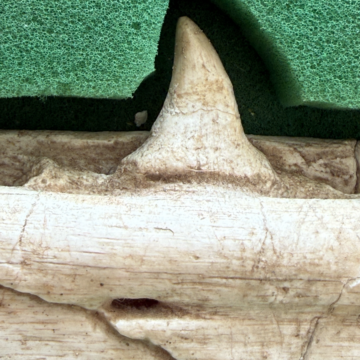 Gavialimimus Mosasaur Jaw Pair