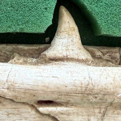 Gavialimimus Mosasaur Jaw
