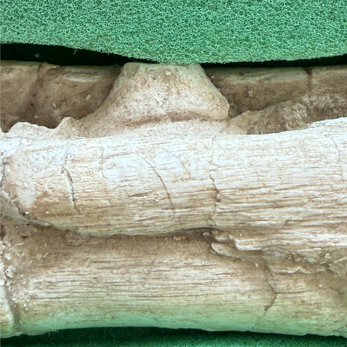 Gavialimimus Mosasaur Jaw Pair