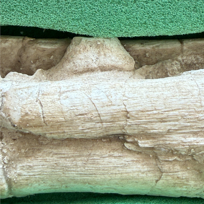 Gavialimimus Mosasaur Jaw