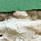 Gavialimimus Mosasaur Jaw Pair