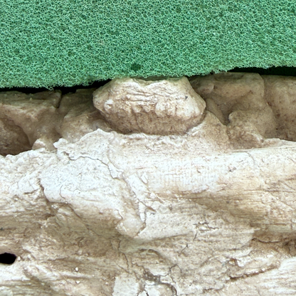 Gavialimimus Mosasaur Jaw