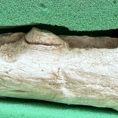 Gavialimimus Mosasaur Jaw