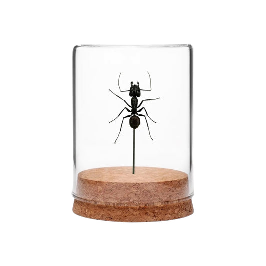 Giant Forest Ant Globe