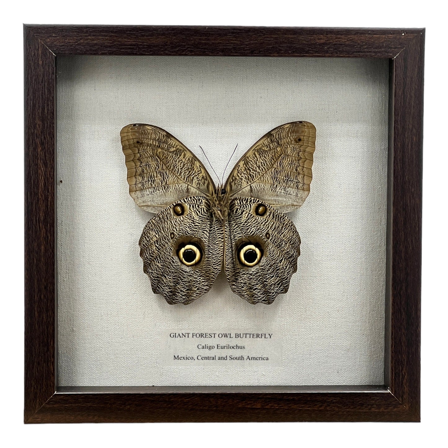 Giant Forest Owl Butterfly