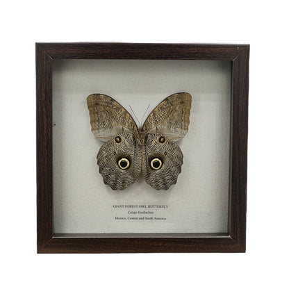 Giant Forest Owl Butterfly