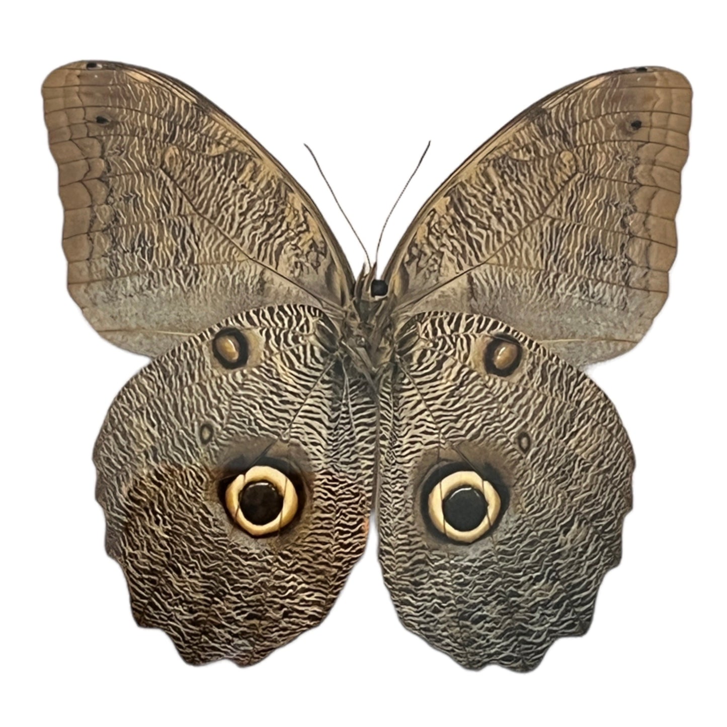 Giant Forest Owl Butterfly