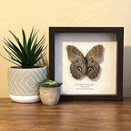 Giant Forest Owl Butterfly