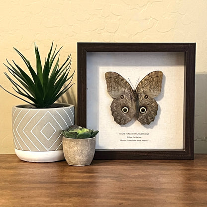 Giant Forest Owl Butterfly