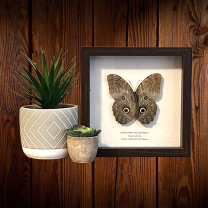 Giant Forest Owl Butterfly