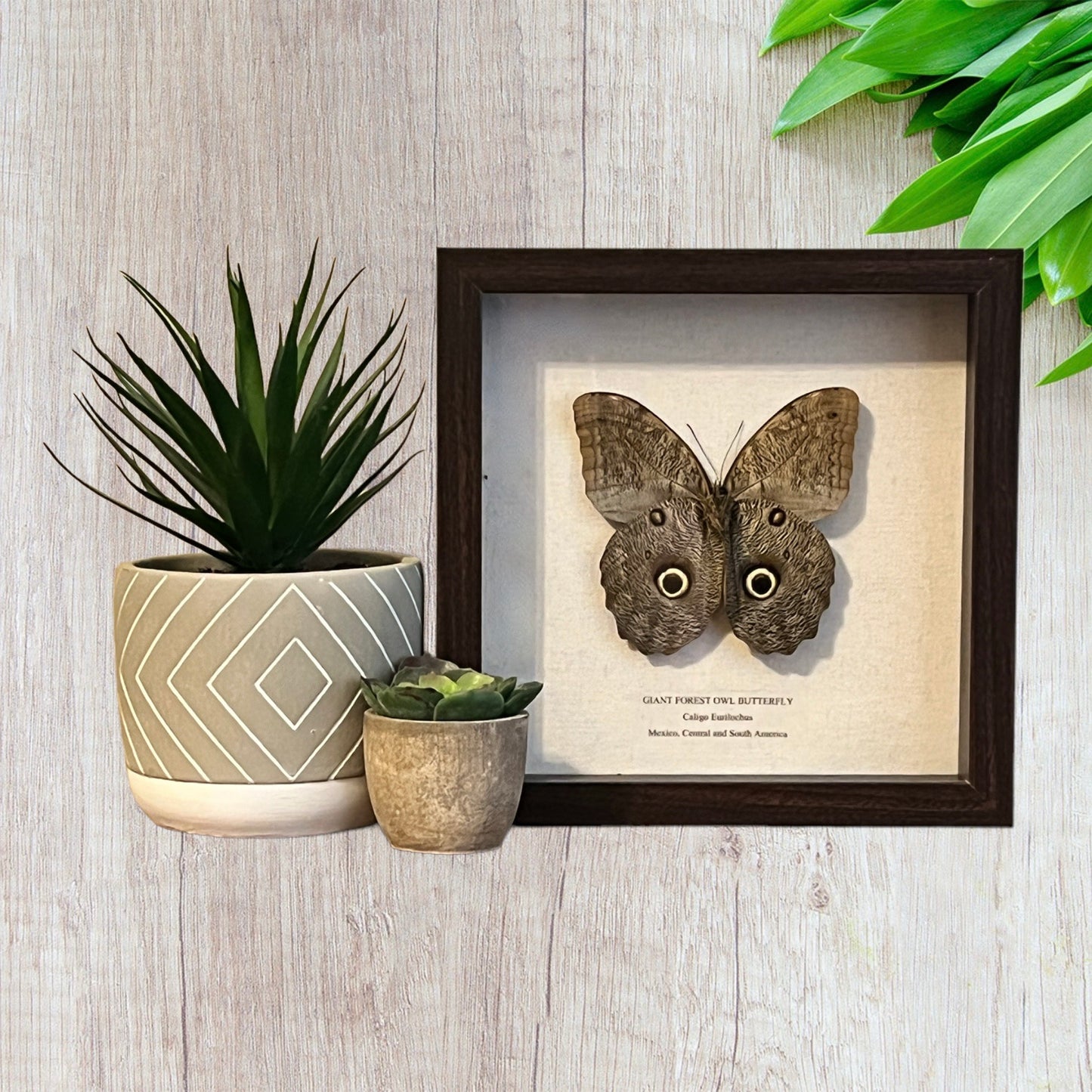 Giant Forest Owl Butterfly