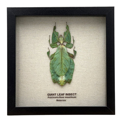 Giant Leaf Insect