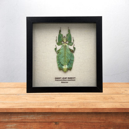 Giant Leaf Insect