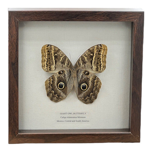 Giant Owl Butterfly