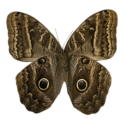 Giant Owl Butterfly