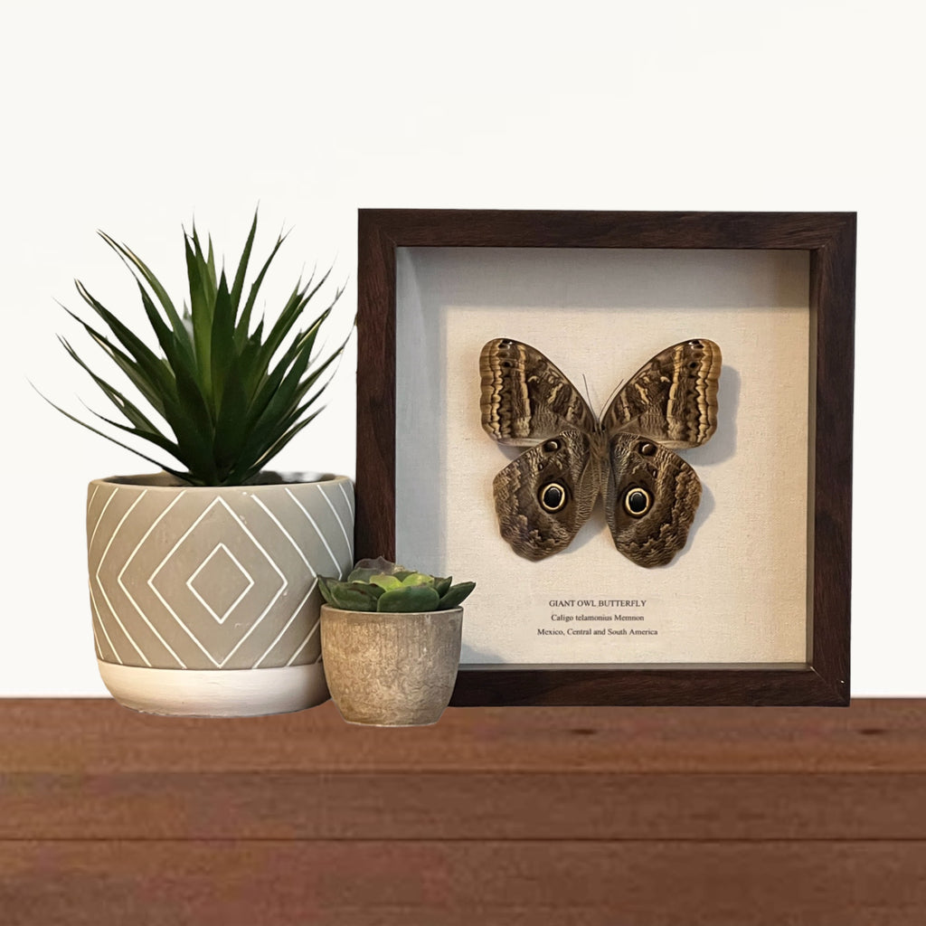 Giant Owl Butterfly