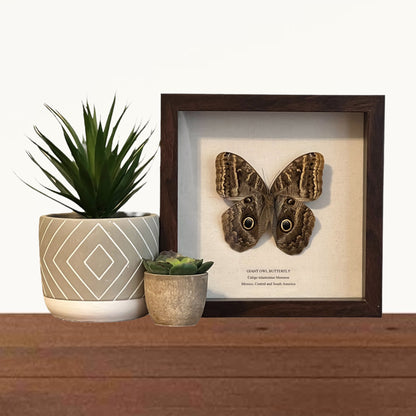 Giant Owl Butterfly