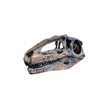 Skull Replica (Giganotosaurus)