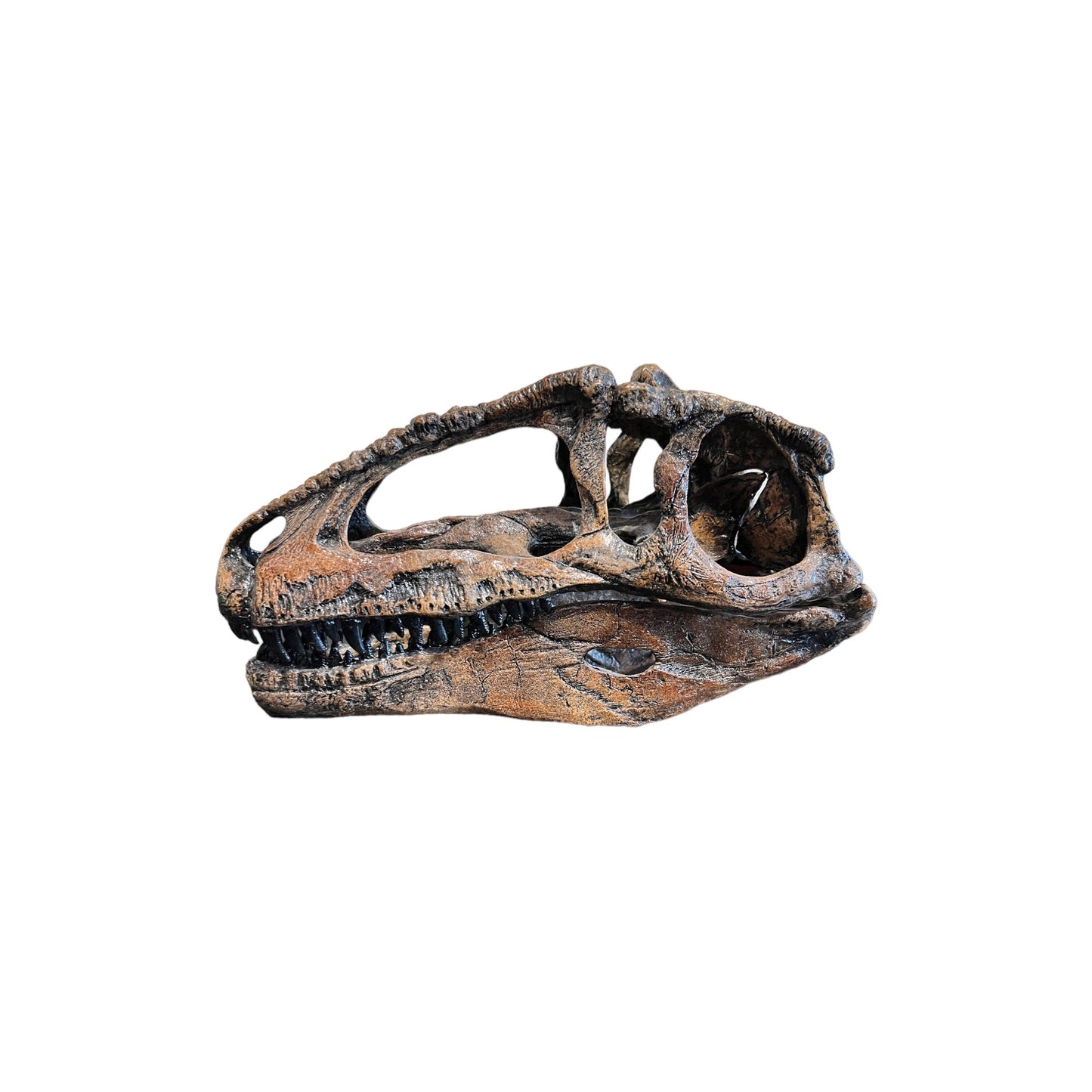 Skull Replica (Giganotosaurus)