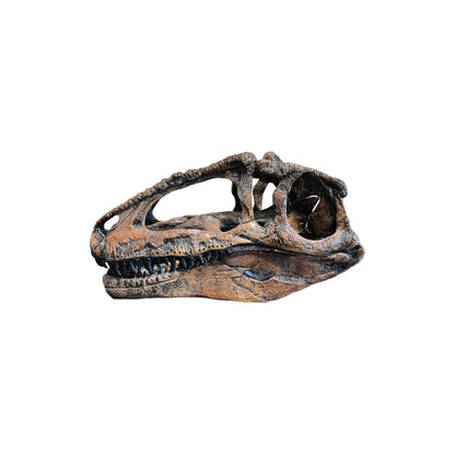 Skull Replica (Giganotosaurus)