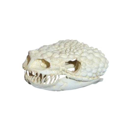 Skull Replica (Gila Monster)