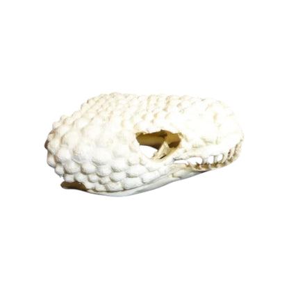 Skull Replica (Gila Monster)