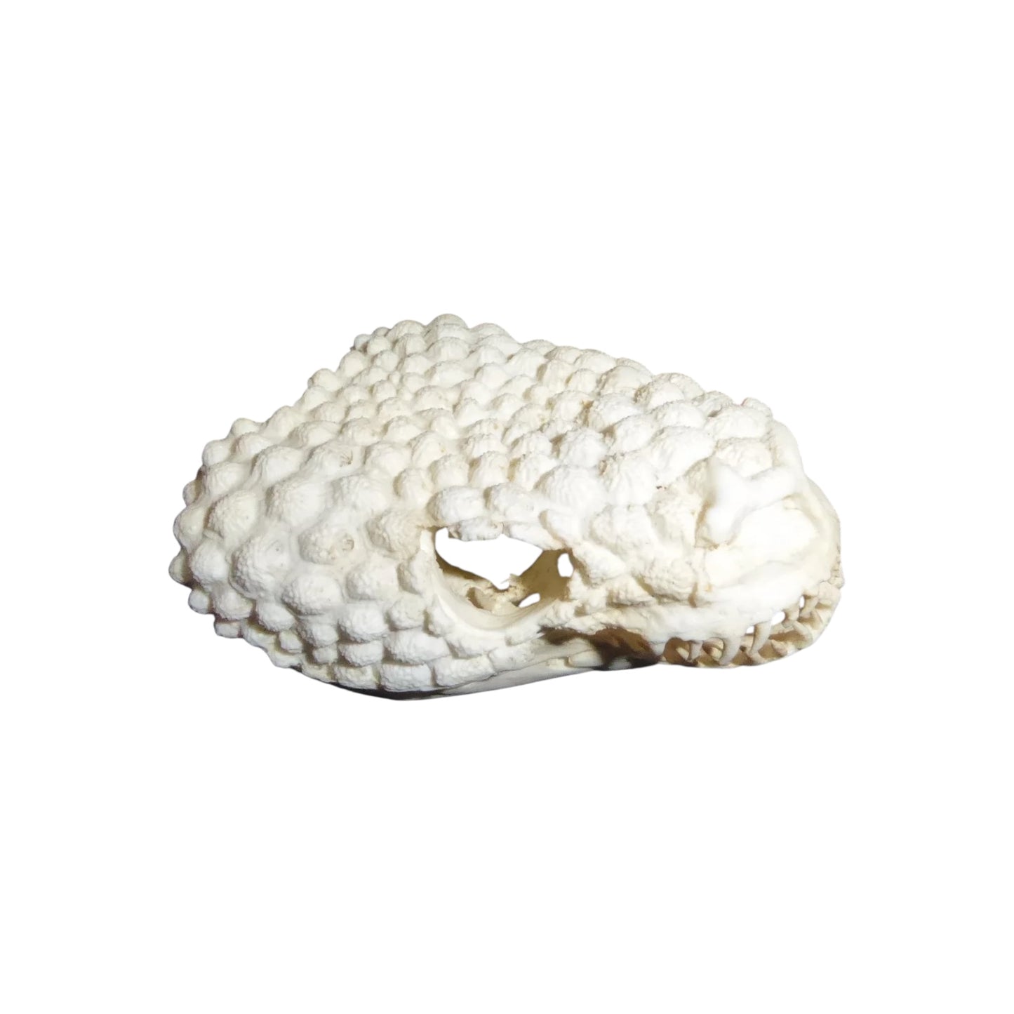 Skull Replica (Gila Monster)