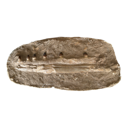 Globidens Mosasaur Jaw in Matrix